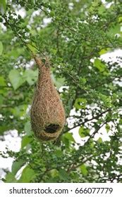 Tailorbird Nest Royalty-Free Images, Stock Photos & Pictures | Shutterstock