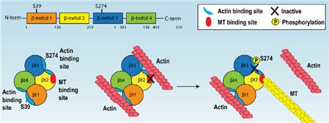 Proposed model of fascin cytoskeletal associations. Model for ...