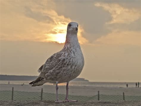 Seagull at sunset stock photo. Image of beach, standing - 45951608