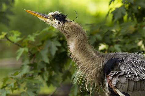 Heron in Breeding Plumage Photograph by Mircea Costina Photography - Fine Art America