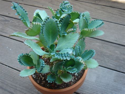 Plants & Seedlings Plants, Seeds & Bulbs Kalanchoe Pinnata Bryophyllum ...