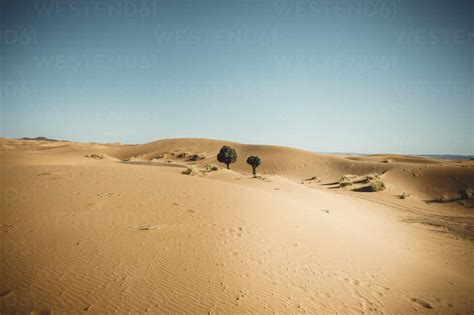 Details of desert vegetation stock photo