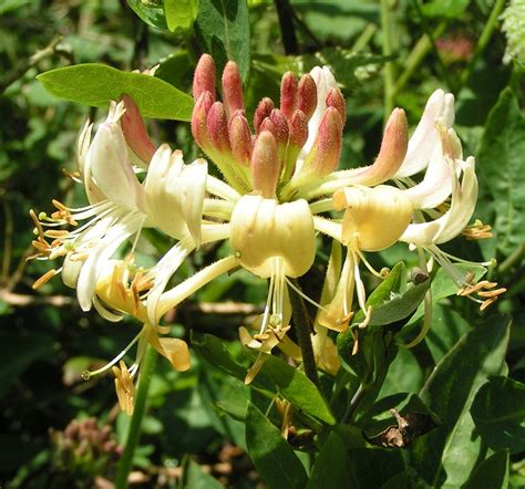 Lonicera periclymenum - Wikipedia