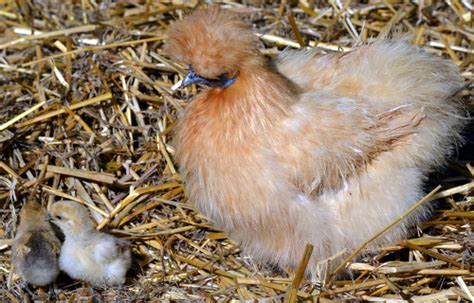 Incubating and hatching Silkie eggs - Cluckin