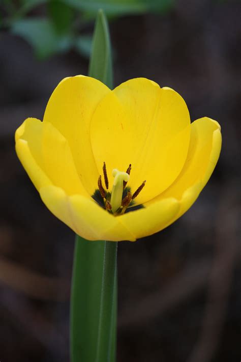 Yellow Tulip Picture | Free Photograph | Photos Public Domain