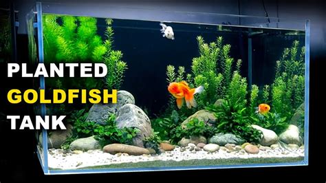 Best goldfish tank setup - fetibrooklyn