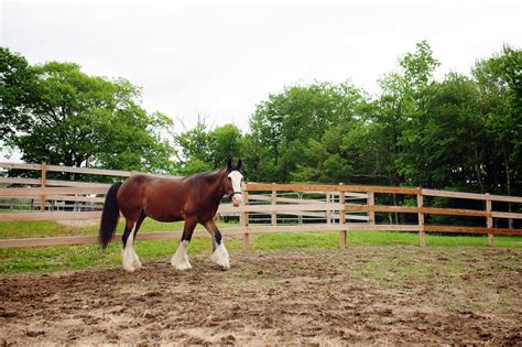 Scratches in Horses: Causes, Symptoms & Treatments | Mad Barn