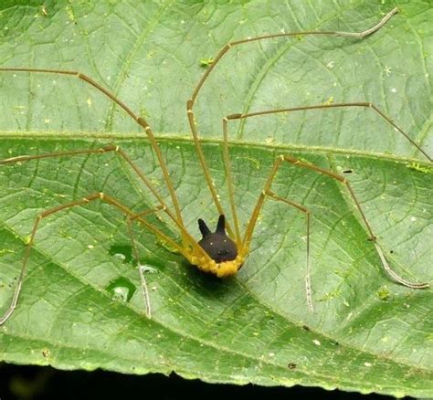 🔥 The Bunny Harvestman looks like a tiny bunny driving a mechanized spider 🔥 : r/NatureIsFuckingLit