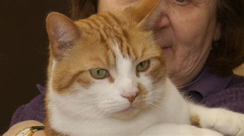 Ginger tom cat becomes best pet in Britain | ITV News Anglia