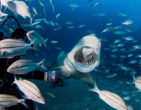 Hand feeding sharks | Incredible underwater photographs | Pictures | Pics | Express.co.uk