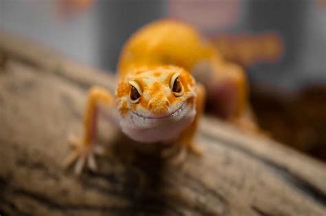 Leopard Gecko Tank Temperature (Complete Guide) - Reptile Jam