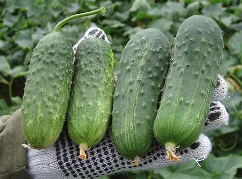 Cucumber Varieties: A Guide To Different Types And Uses - MAXIPX