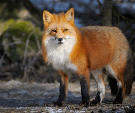 Lake Tahoe Wildlife | Wildlife of the Lake Tahoe Basin