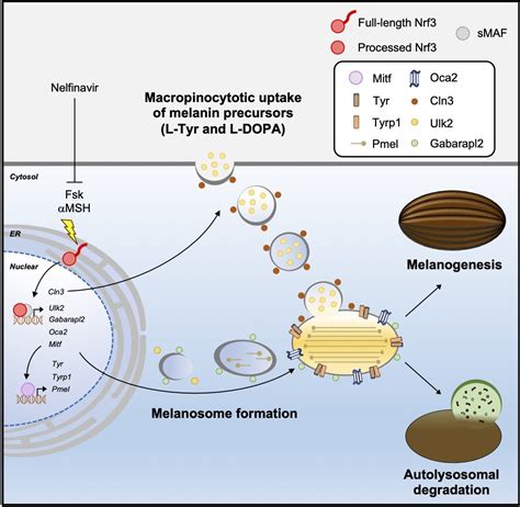 Study reveals new insights on the mechanism of melanin formation