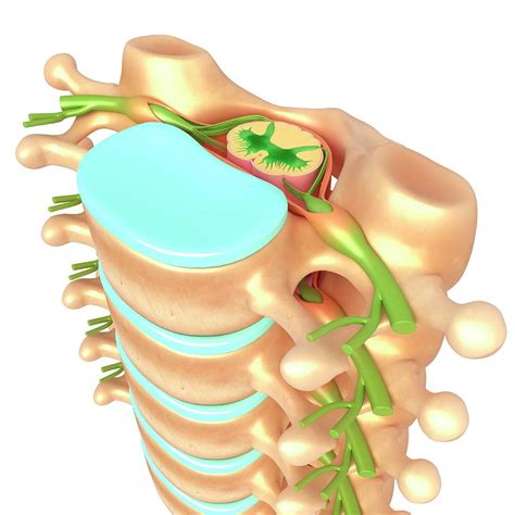 Lumbar Vertebrae Anatomy Human Anatomy Images And Photos Finder | Images and Photos finder