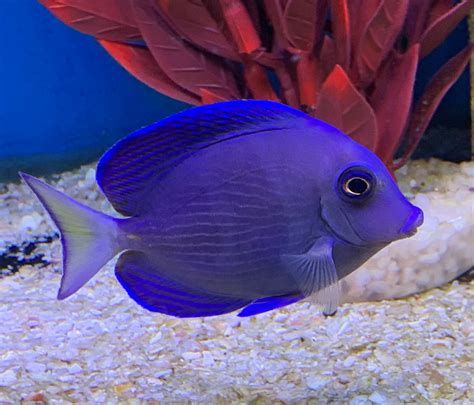 Caribbean Blue Tang-Acanthurus coeruleus