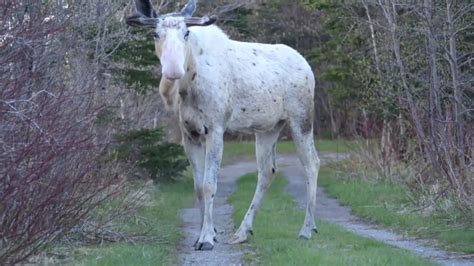 Incredibly Rare White Moose Captured In HD Video | ‘Once in a Lifetime’ Encounter | Unofficial ...