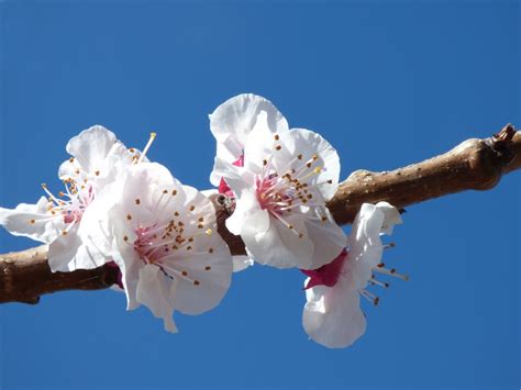 Free Images : flower, petal, food, spring, produce, pink, flora, cherry blossom, flowers, close ...
