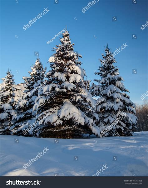 Conifer Trees Covered Snow Winter Landscape Stock Photo 166261958 - Shutterstock