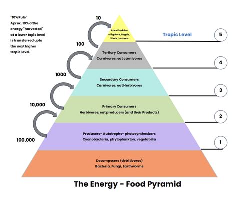 What is an Energy Pyramid Diagram | EdrawMax Online