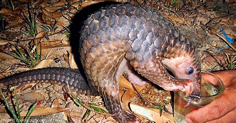 Young Boy Finds A Lost Pangolin And Makes The Most Heartwarming Decision | The Rainforest Site Blog