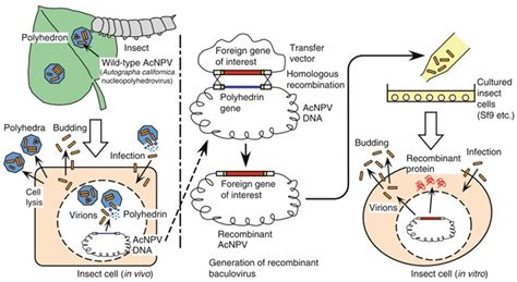 Insect Cell Lines - Creative Biolabs