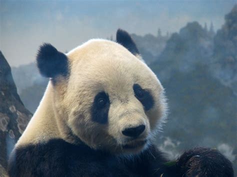 Tai Shan :) | December 22, 2009 - Giant Panda Tai Shan (male… | Flickr