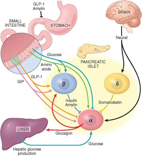 Glucagon function, production, glucagon injection & glucagon side effects