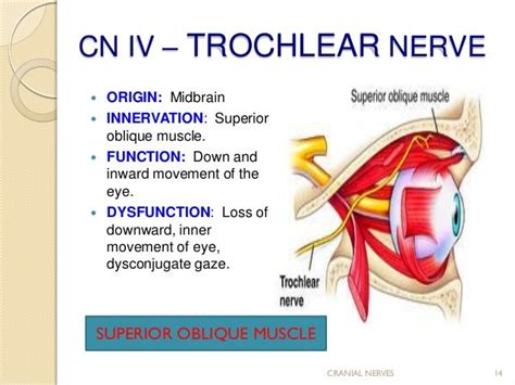 Cranial Nerve Iv