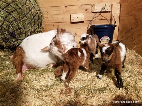 How Long is Goat Gestation? - Goat Journal