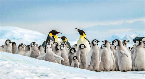 Discover the Different Types of Penguins in Antarctica - HolidayNomad.com