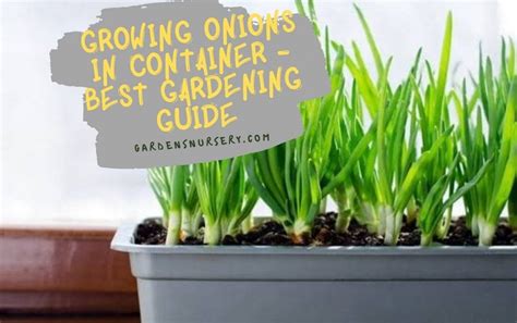 Growing Onions In Container - Complete Gardening Guide | GARDENS NURSERY