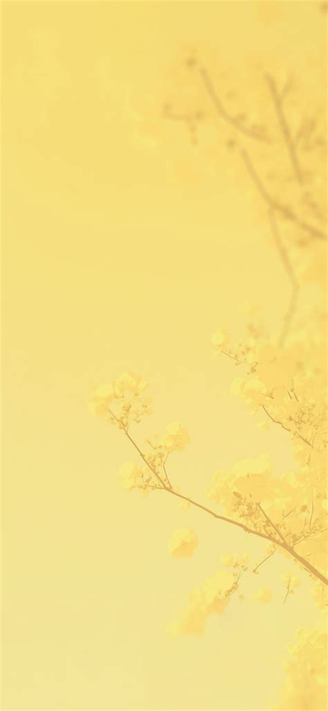 Free download Yellow Blossom Tree Aesthetic Wallpaper Cool Yellow Wallpaper [1183x2560] for your ...