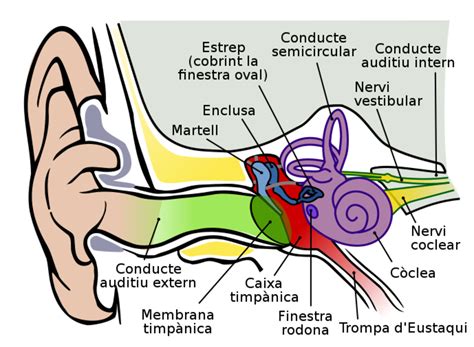 Cleaning a Dog’s Ears: The Whys, Whats, and How-Tos | PetHelpful