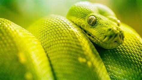 1920x1080 Boa Green Snake 5k Laptop Full HD 1080P ,HD 4k Wallpapers ...