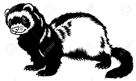 Ferret, Black white art, Ferret tattoo