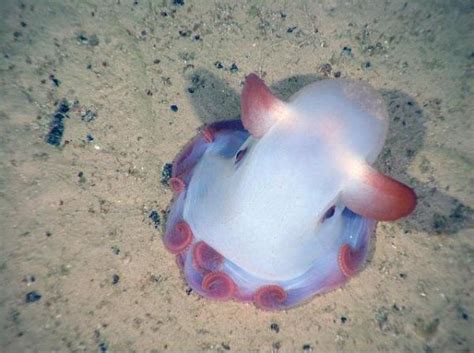 The 7 Rarest Marine Animals In The World