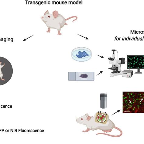 Different optical imaging techniques for in vivo imaging. | Download Scientific Diagram