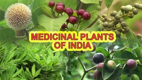 What Are The Medicinal Plants In India - Medicinal Plant