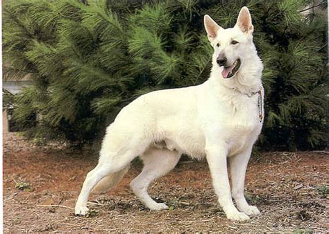 White German Shepherd Wolf Hybrid | Dog German Shepherds