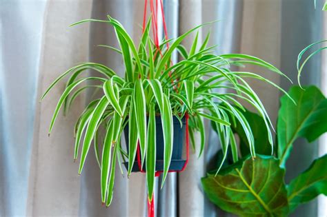6 Common & Rare Spider Plant Varieties To Propagate Today - The Home Tome