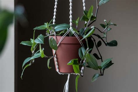 22 Incredible Low Light Hanging Plants For Indoors (2023)