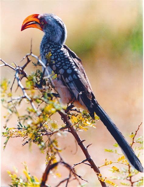 Common Hornbill - Kruger Nat Pk | South african birds, Pet birds, African animals