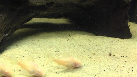 Corydoras Breeding Tank - YouTube