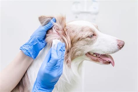 Ear Infection in Dogs | Chronic & Middle Ear Infection in Dogs