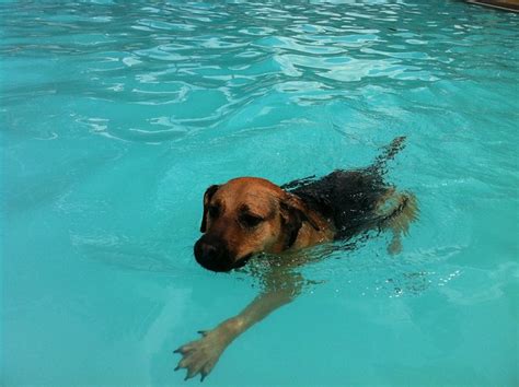 A perfect dog paddle swim stroke | Flickr - Photo Sharing!