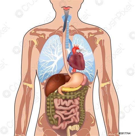 Anatomie du corps humain structure sectionnelle médicale homme isol - vecteur stock 2817764 ...