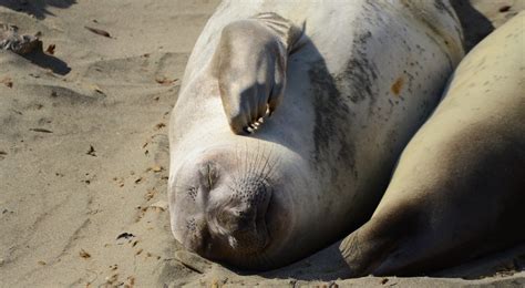 Elephant Seals | Near Hearst Castle, California | Tracy Foster | Flickr