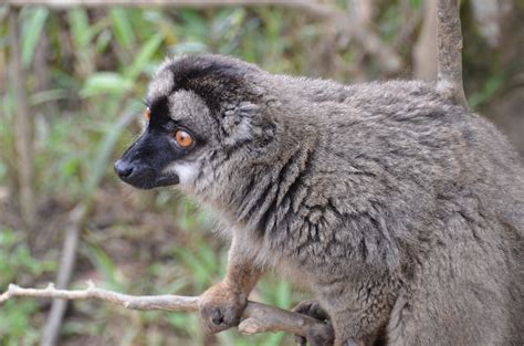 DSC_0110 – Lemur Conservation Network