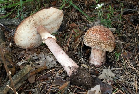 Eienskappe, habitat en verwarring van die Amanita rubescens | Tuinmaak aan